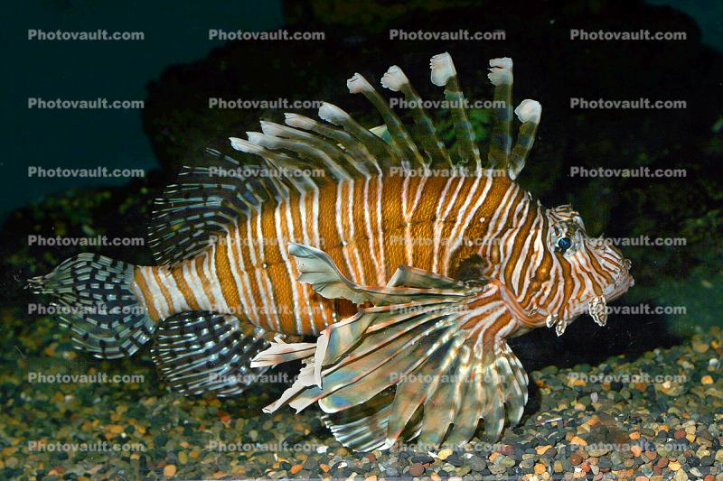 Red Lionfish, (Pterois voitans), Scorpaeniformes, Scorpaenidae, scorpionfish, venemous