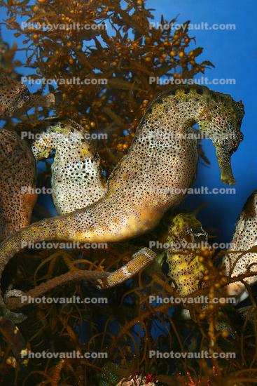 Longsnout Seahorse, (Hippocampus reidi)
