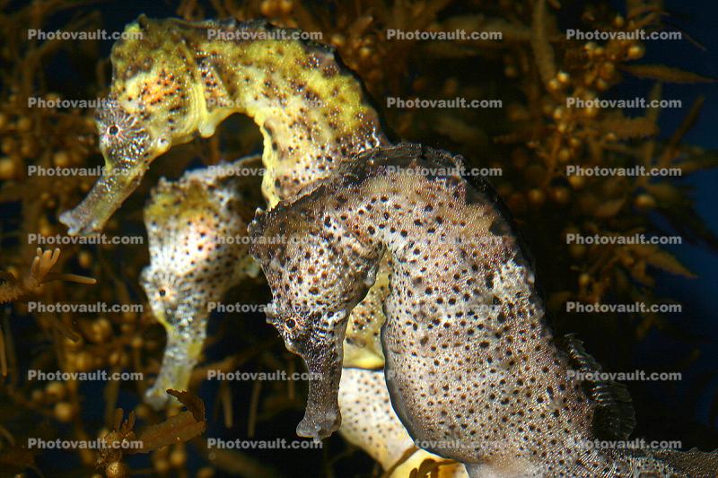 Longsnout Seahorse (Hippocampus reidi)