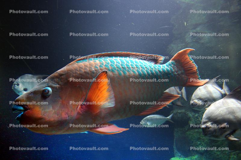 Rainbow Parrotfish, (Scarus guacamaia)