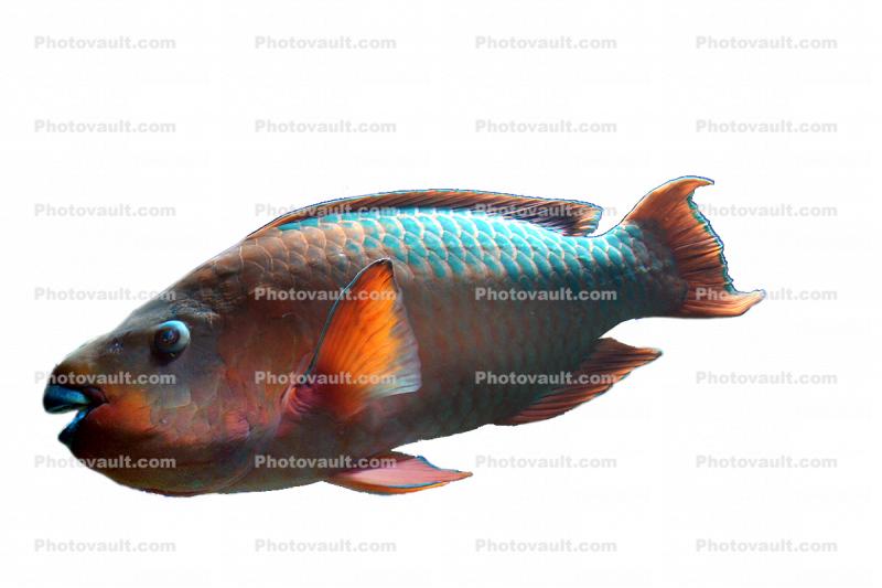 Parrotfish Photo-object, cutout
