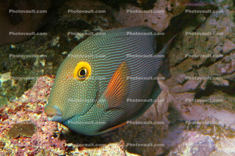 Kole Yellow Eye Tang, goldring surgeonfish, (Ctenochaetus strigosus), Surgeon Fish, Striped, Yelloweye
