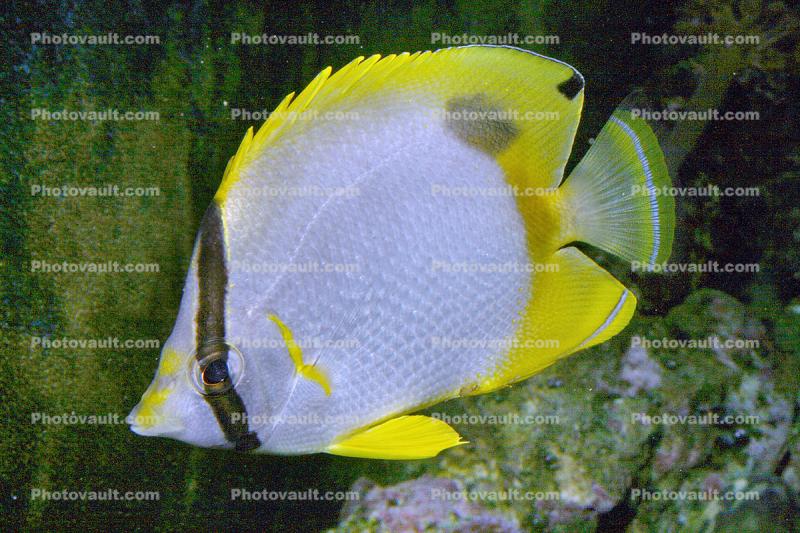 Spotfin butterflyfish, (Chaetodon ocellatus), Perciformes, Chaetodontidae