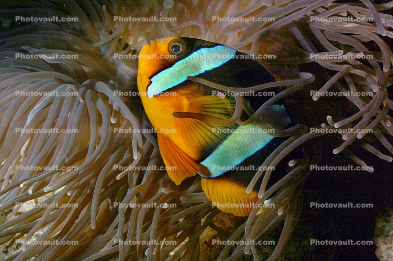 Tomato Clownfish, (Amphiprion frenatus), Perciformes, Pomacentridae, red anemonefish, Anenome
