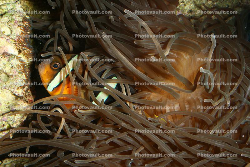 Tomato Clownfish, (Amphiprion frenatus), Perciformes, Pomacentridae, red anemonefish, Anenome