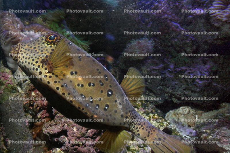 Yellow Boxfish, (Ostracion cubicus), Tetraodontiformes, Ostraciidae, Cubicus Boxfish, Polka Dot Boxfish, Cube Boxfish, toxic