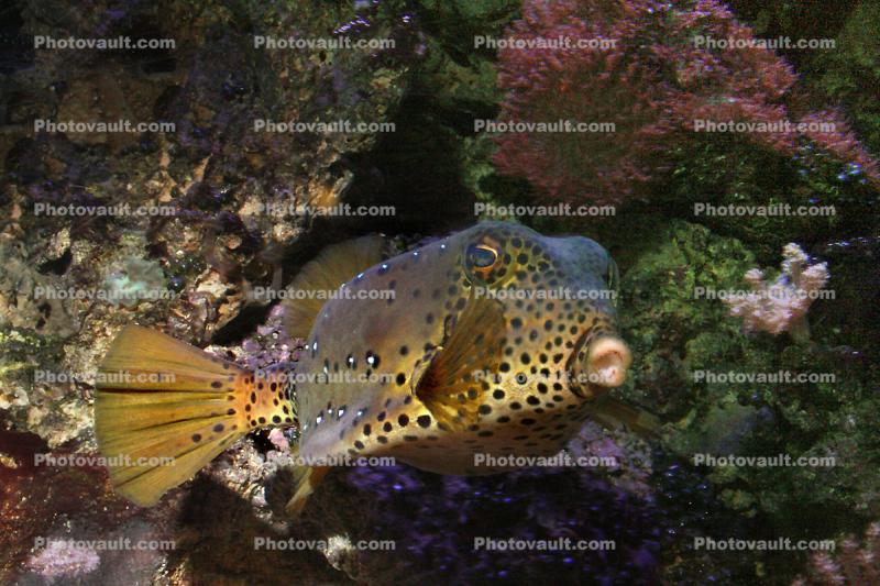 Yellow Boxfish, (Ostracion cubicus), Tetraodontiformes, Ostraciidae, Cubicus Boxfish, Polka Dot Boxfish, Cube Boxfish, toxic