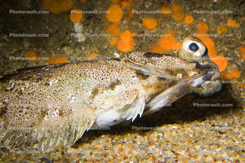flatfish, Flounder