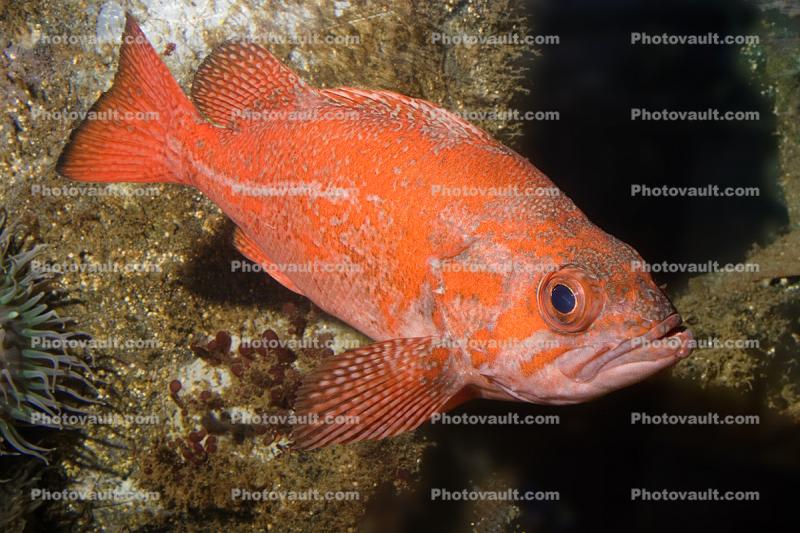 Vermilion rockfish, (Sebastes miniatus), Scorpaeniformes, Sebastidae, vermilion seaperch, red snapper, and red rock cod