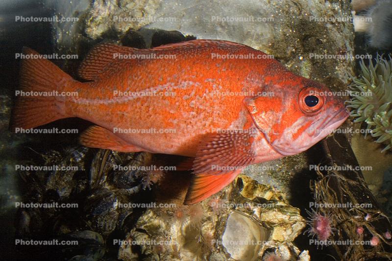 Vermilion rockfish, (Sebastes miniatus), Scorpaeniformes, Sebastidae, vermilion seaperch, red snapper, and red rock cod