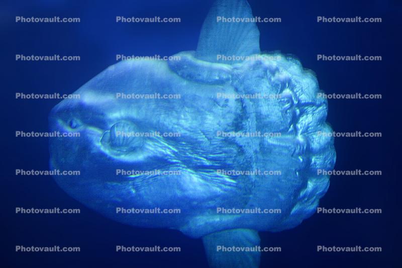 Oceanic Sunfish (Mola mola), Tetraodontiformes, Molidae