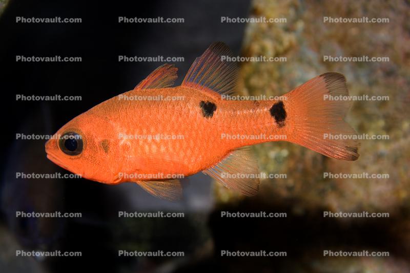 Two Spot Cardinalfish, (Apogon pseudomaculatus), Perciformes, Apogonidae