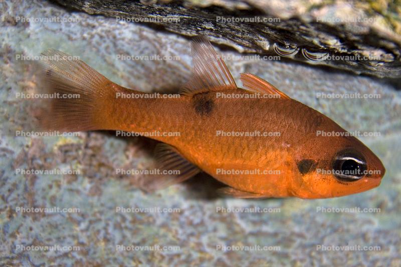 Two Spot Cardinalfish, (Apogon pseudomaculatus), Perciformes, Apogonidae