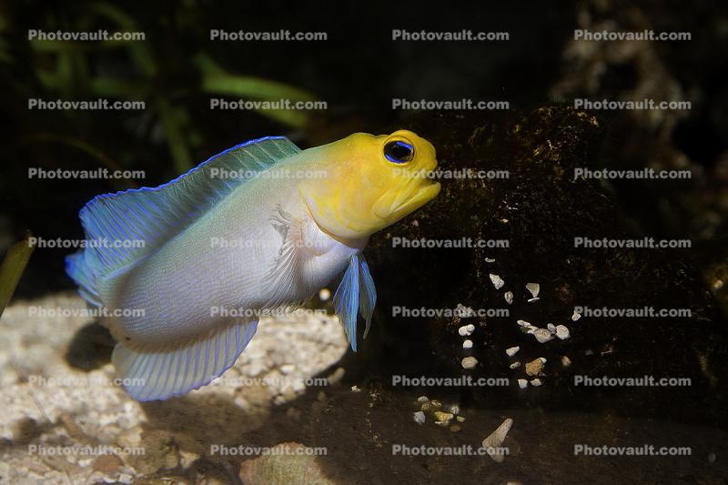 Yellowhead Jawfish, (Opistognathus aurifrons), Perciformes, Opistognathidae, Caribbean