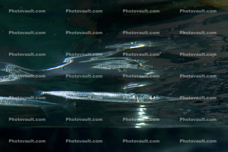 Atlantic Needlefish, (Strongylura marina)