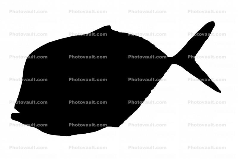 Lookdown Jack, (Selene vomer), Perciformes, Carangidae silhouette, logo, shape
