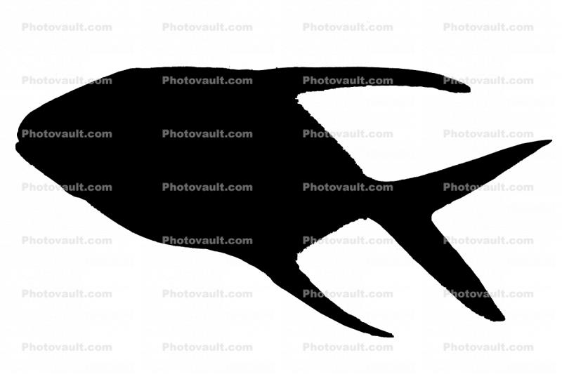 Permit (Trachinotus falcatus) Silhouette, Perciformes, Carangidae, logo, shape