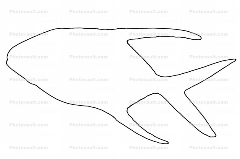Permit (Trachinotus falcatus) outline, line drawing