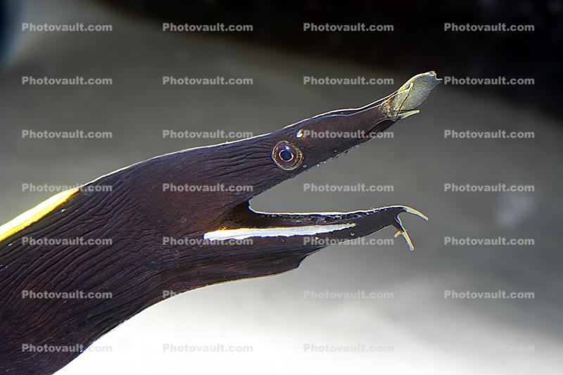 Ribbon Eel, (Rhinomuraena quaesita), Anguilliformes, Muraenidae