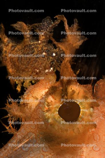 Raggy Scorpionfish, (Scorpaenopsis venosa), Scorpaeniformes, Scorpaenidae, Scorpaeninae