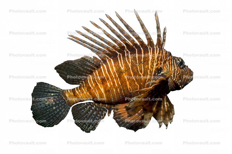 Black Volitan Lionfish photo-object, object, cut-out, cutout, (Pterois volitans), Scorpaeniformes, Scorpaenidae, Pteroinae, venomous coral reef fish, scorpionfish, venemous