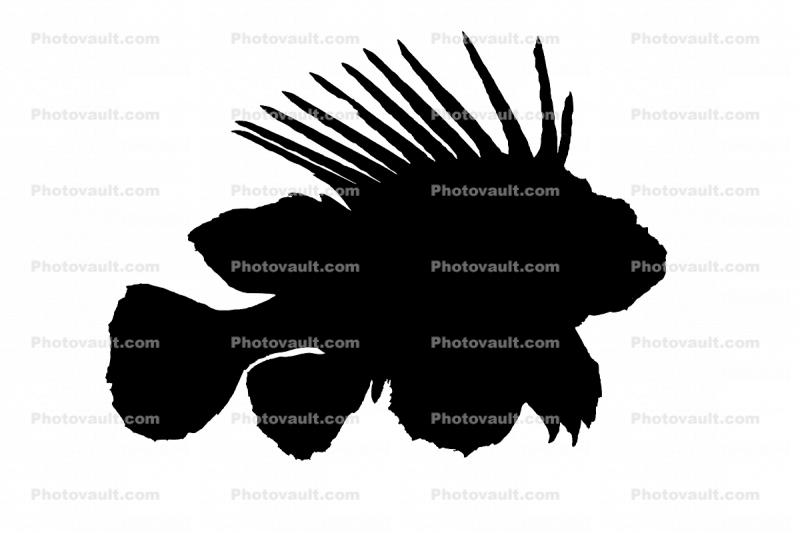 Black Volitan Lionfish silhouette, (Pterois volitans), Scorpaeniformes, Scorpaenidae, Pteroinae, venomous coral reef fish, scorpionfish, venemous, shape, logo