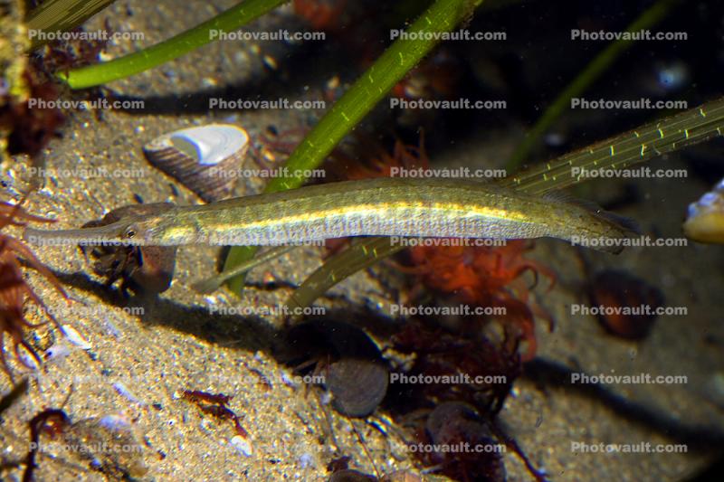Bay Pipefish, (Syngnathus leptorhynchus), Syngnathiformes, Syngnathidae, Syngnathinae