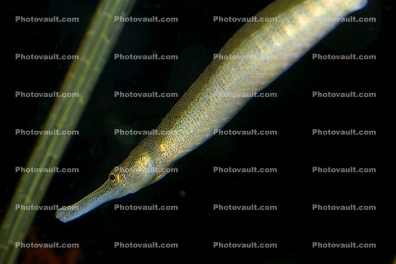 Bay Pipefish, (Syngnathus leptorhynchus), Syngnathiformes, Syngnathidae, Syngnathinae