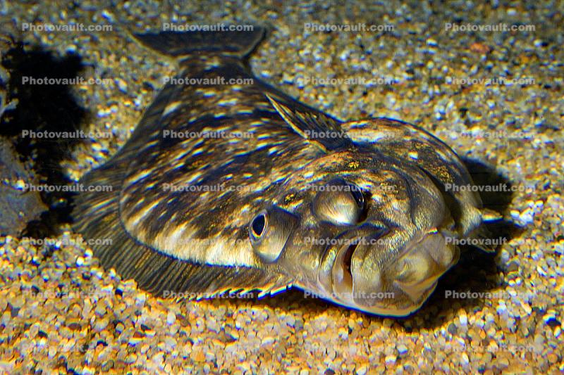 Pacific Dover sole, Platija escurridiza, (Microstomus pacificus), Pleuronectiformes, Pleuronectidae, flounder, flatfish, bottomfish