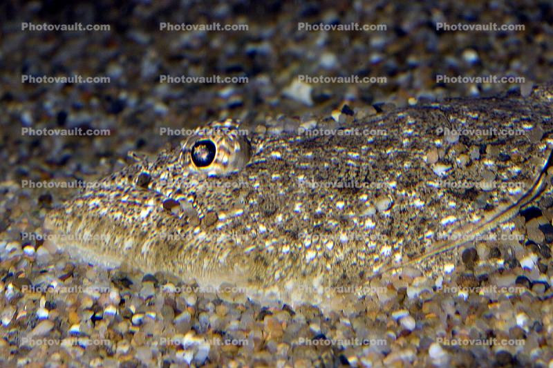 Pacific Dover sole, (Microstomus pacificus), Pleuronectiformes, Pleuronectidae, flounder, bottomfish