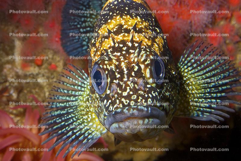 FIsh Face stock image. Image of fishfins, newzealand - 74174787