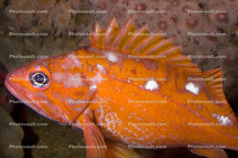 Rosy Rockfish, (Sebastes rosaceus), Scorpaeniformes, Sebastidae