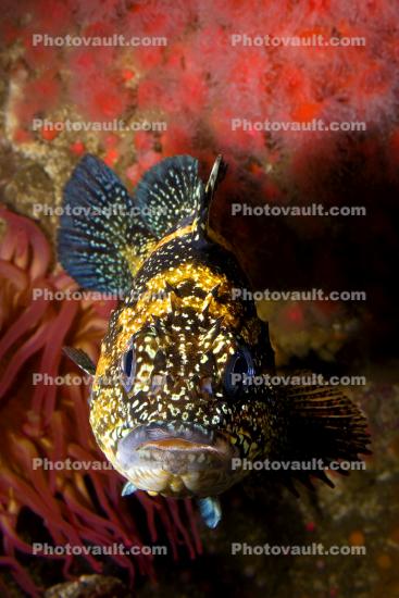 Rockfish Head-on, Face, Mouth, Eyes, fins