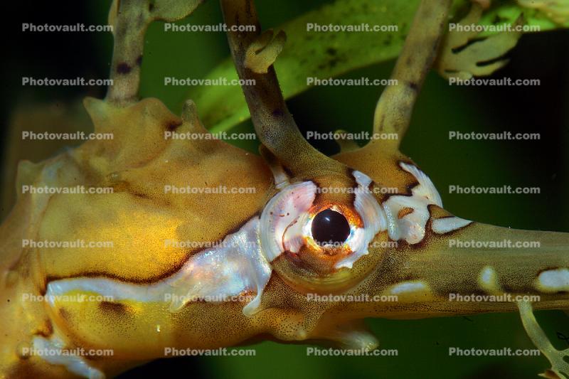 Ribboned Pipehorse, (Haliichthys taeniophorus), Syngnathiformes, Syngnathidae, Syngnathinae, pipefish
