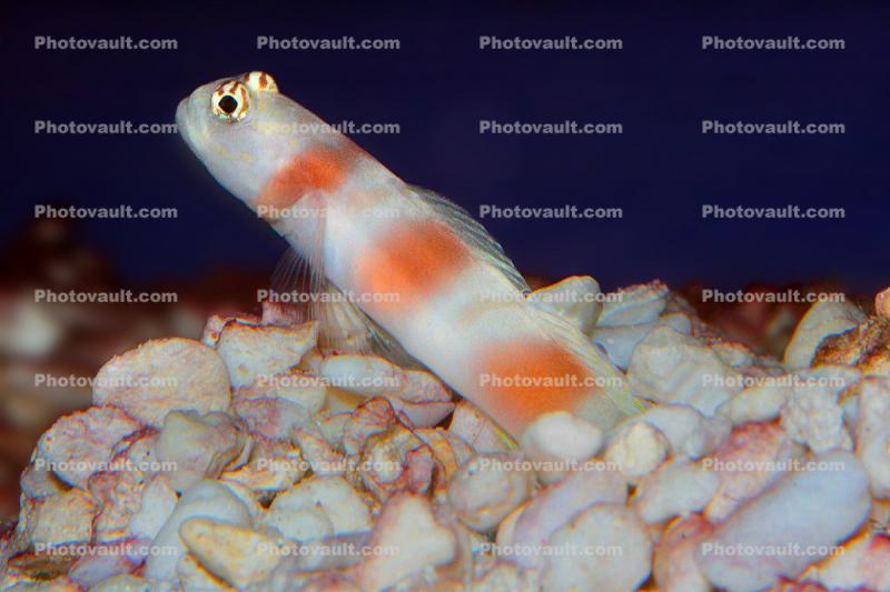Shrimp Goby, Amblyeleotris yanoi, Perciformes, Gobiinae