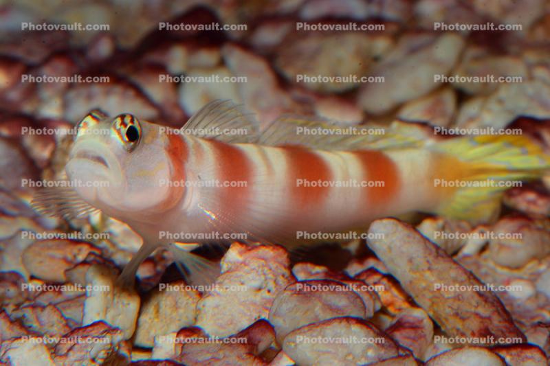 Shrimp Goby, Amblyeleotris species, Perciformes, Gobiinae