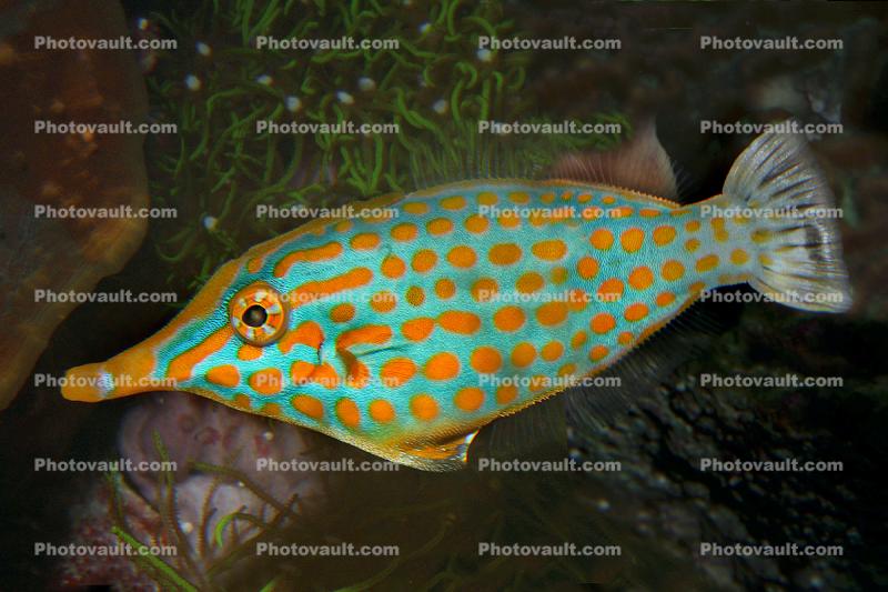 Red Sea Longnose Filefish, (Oxymonacanthus halli), or, (Oxymonacanthus longirostris), Orange Polka-dots