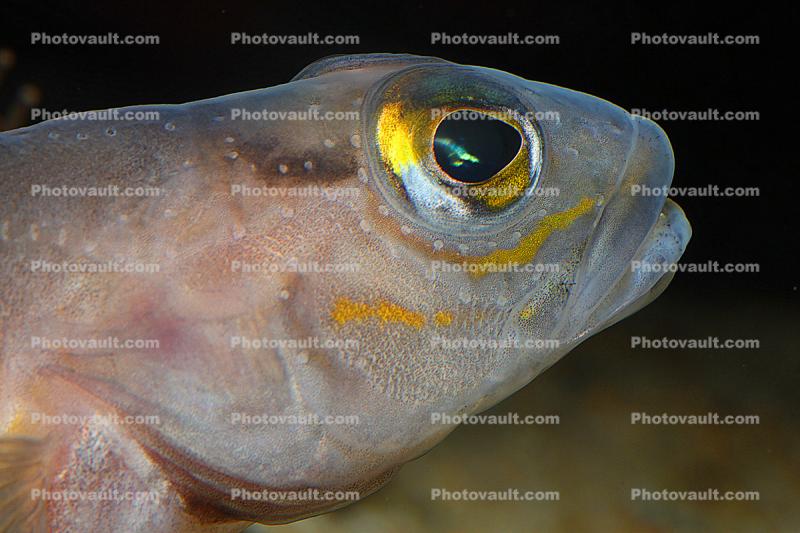 Goby Fish, Face, Eyes