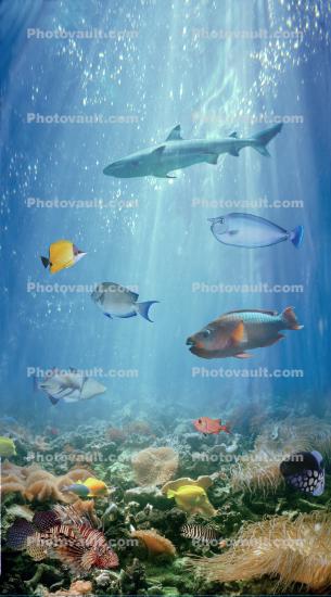 Composite of fish in the Hawaiian waters
