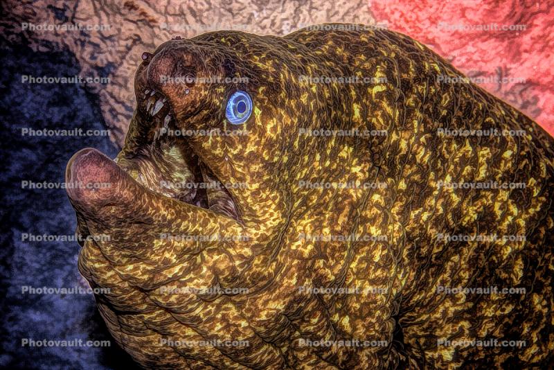Morey Eel Digital Painting, mouth agape, Paintography