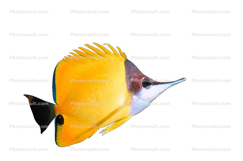 Long-nose Butterfly Fish (Forcipiger flavissimus)