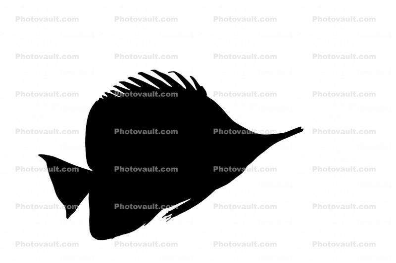 Long-nose Butterfly Fish, (Forcipiger flavissimus)  silhouette, logo, shape