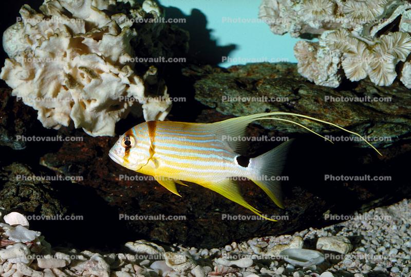 Majestic Snapper, (Symphorichthys spilurus), Perciformes, Lutjanidae, blue-lined sea bream 