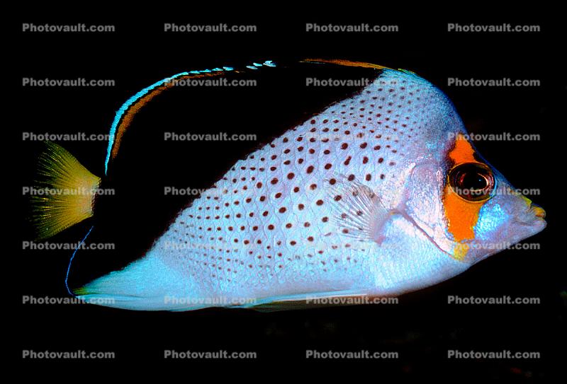 Hawaiian butterflyfish, Chaetodon tinkeri, Perciformes, Chaetodontidae, K?kakapu, Tinker's Butterflyfish