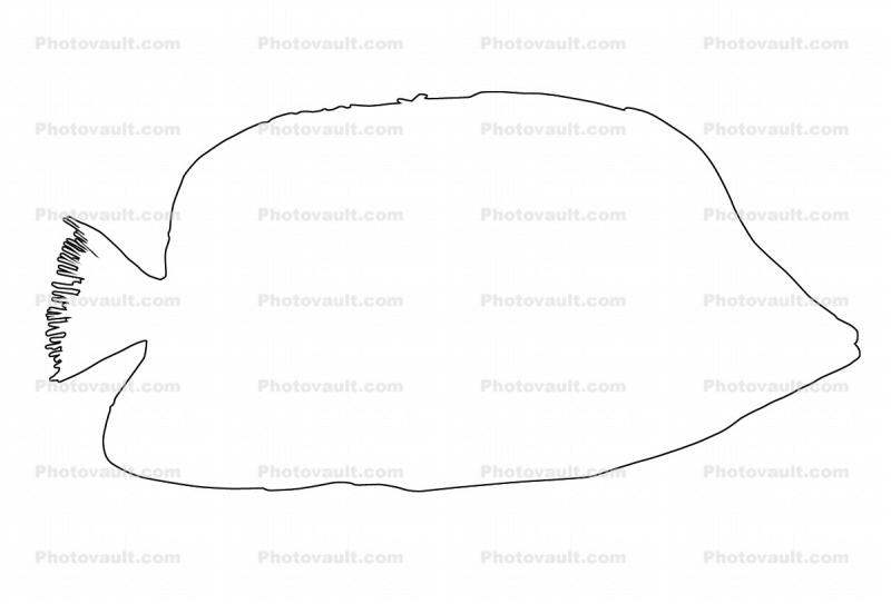 Tinker's Butterflyfish Outline, line drawing, shape