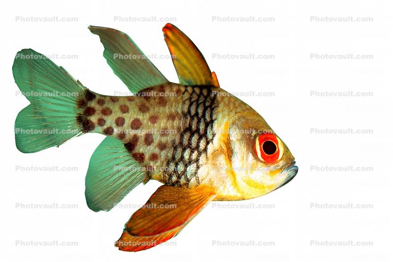Orbiculate Cardinalfish, (Apogon orbicularis), Perciformes, Percoidei, Percoidea, Apogonidae, photo-object, object, cut-out, cutout