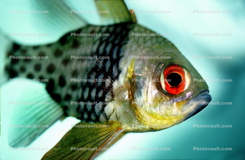 Orbiculate Cardinalfish, (Apogon orbicularis), Perciformes, Percoidei, Percoidea, Apogonidae
