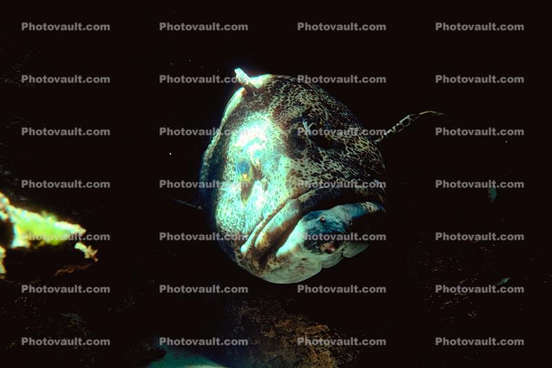 Wolf-Eel, (Anarrhichthys ocellatus), Perciformes, Anarhichadidae