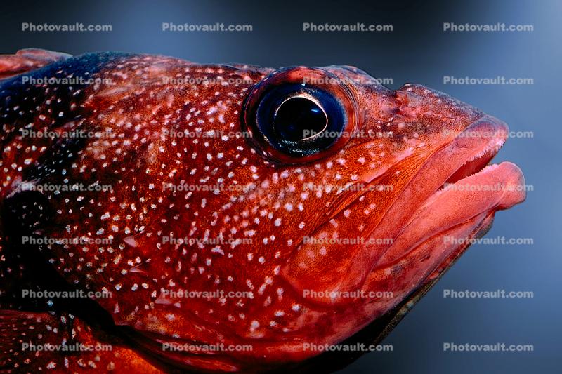 Rockfish, eyes