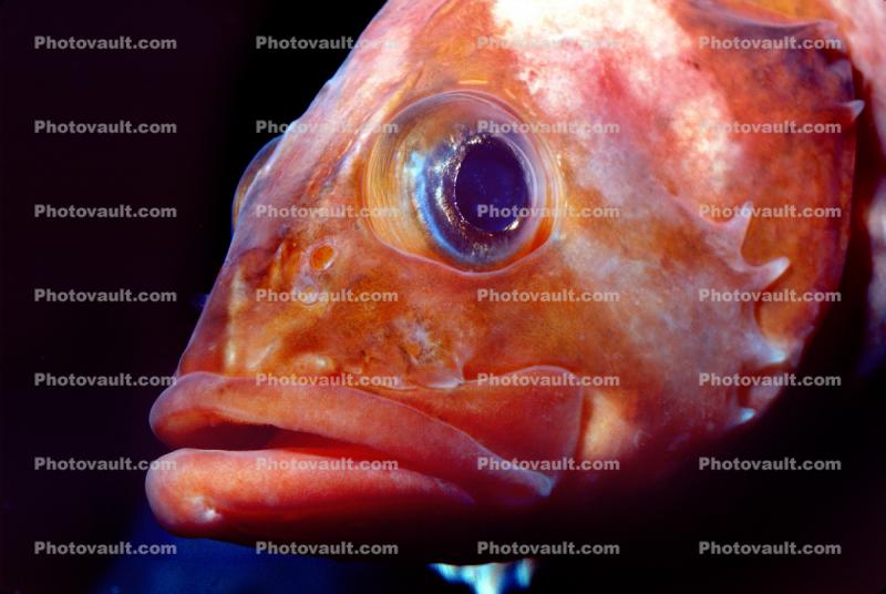 Rockfish eye, lips, mouth, face
